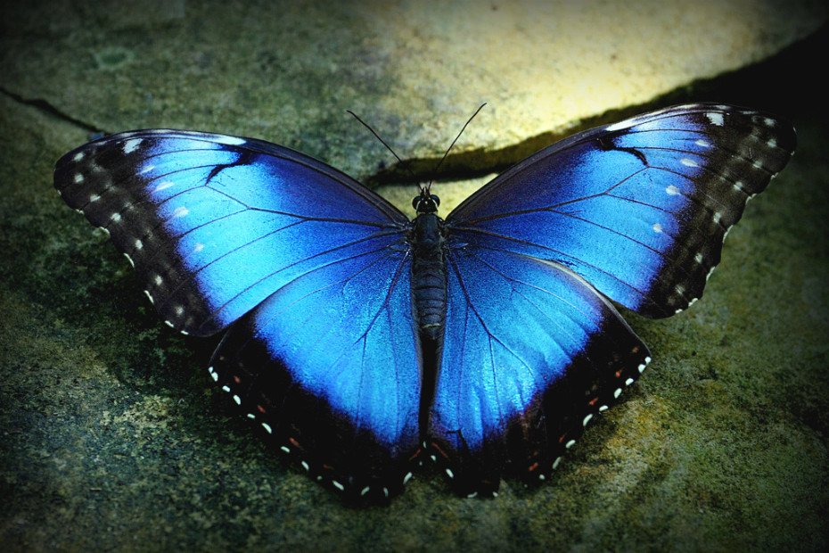 blue-morpho